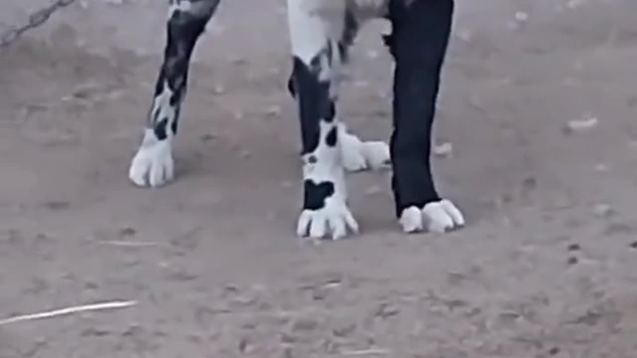 Beautiful Dog Fun