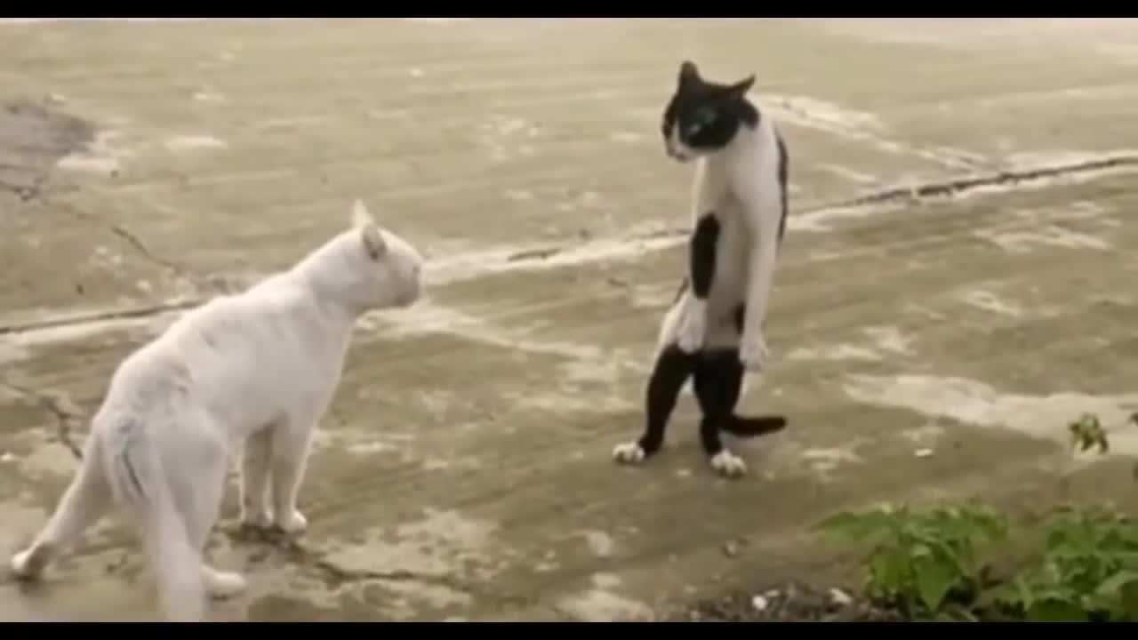 cat fight viral video funny videos