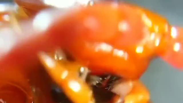 Close up of how a centipedes eats