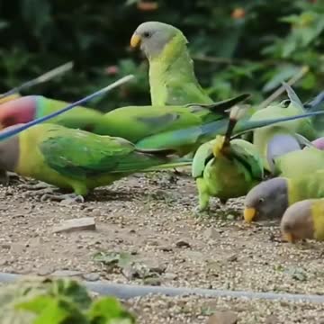 Beautiful _good vedio❤️❤️