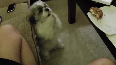 Dog Begging A Lot For Food