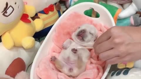 Baby Dogs - Cute and Funny Dog Videos Compilation!!