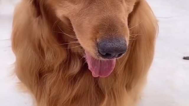 Baby Goat Bonds With Gentle Golden Retriever