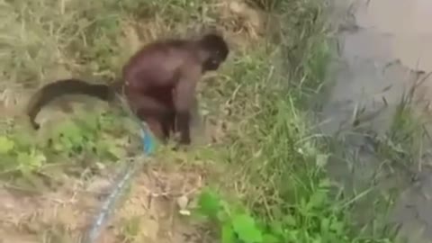 Macaquinho pescador