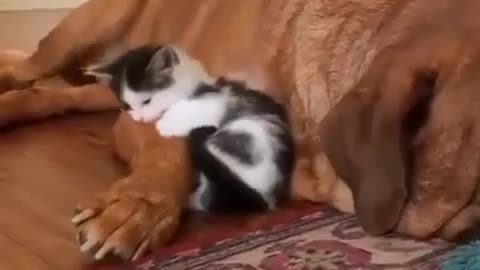 A cat with a dog playing