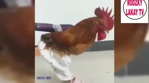 make a chicken look like a man🤣🤣🤣🤣🤣🤣