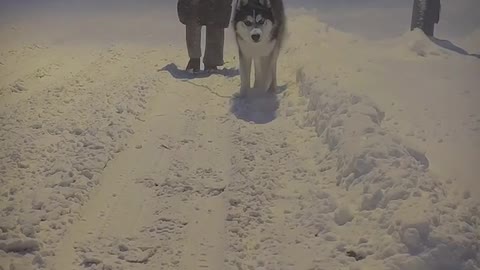 Husky in the snow