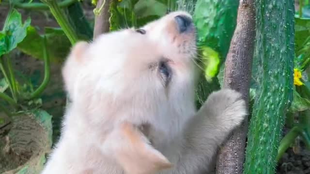 The dog steals fruit in the yard.