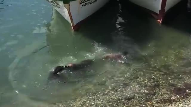 The Seal is jealous and fighting with his rival