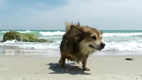 Cachorro sacudindo a água na praia