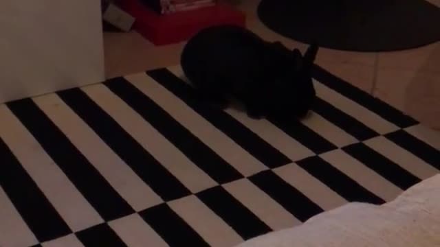 Black rabbit in front of tv hops and then runs onto couch