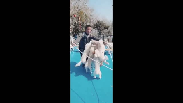 Man with dog play this video