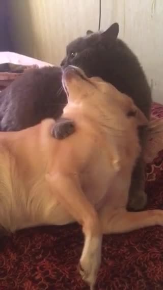 A cat hugging a dog!