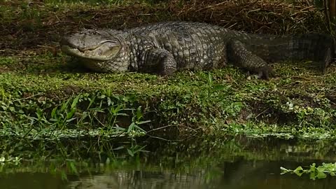 the largest alligator of the amazon of Brazil