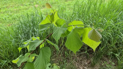 Nature Landscape Beautiful Green baby Tree