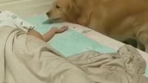 Cute animals videos