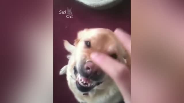 Angry dogs compilation is funny