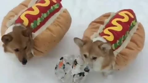 This is a real hot dog