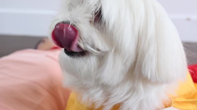 Cute dog