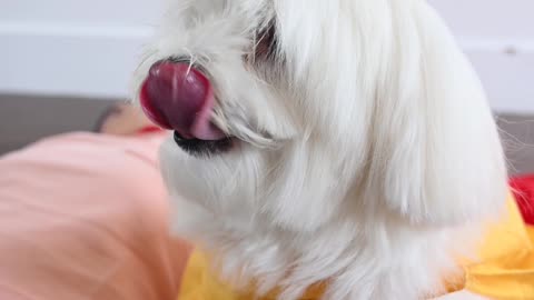 Cute dog