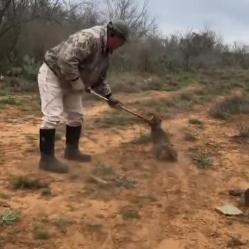 Rescue and release a Bobcat from a metal trap