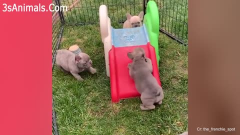 Funny Puppies