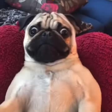 40 second dog compilation