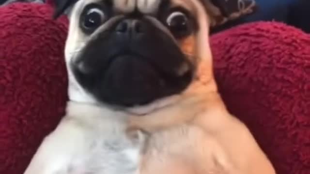 40 second dog compilation