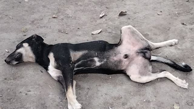 Adorable And Cutest Sleeping Dog Video | Kingdom Of Awais