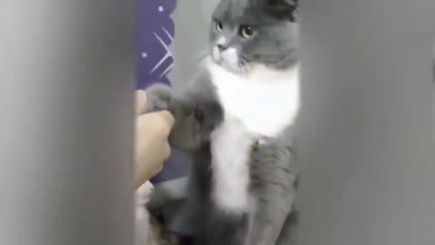 Funny cat videos 2021 🐱 Try not to Laugh Cats