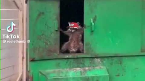 MAGA Trash Panda