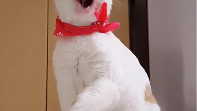 funny cat licking his leg with fuuny sound 😆😆😆