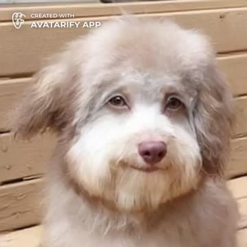 Fun dog song very cute