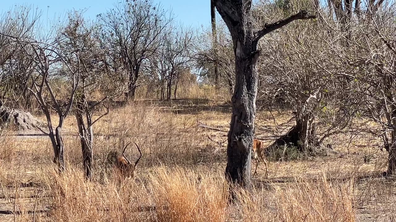 Leopard Takes Down Its Prey