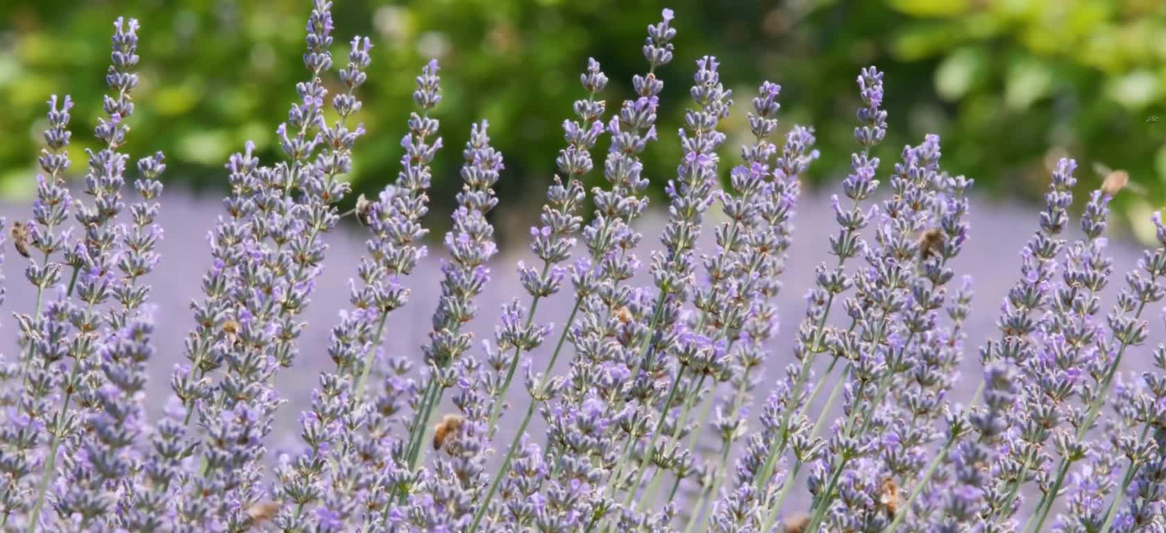 The flowers in the