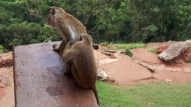 Best Monkey Moments video