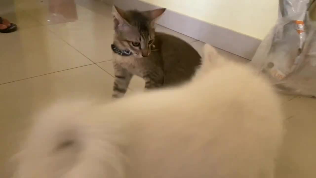 Cat and dog fighting video