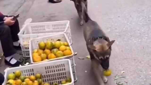 dogs stealing tangerine