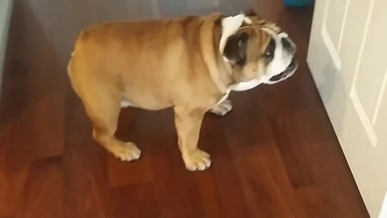 Angry English Bulldog Confronts Harmless Door