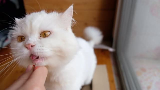 White Persian Cat Licks The Food