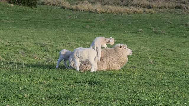 Young Lamb Uses Mother as Comfy Bed