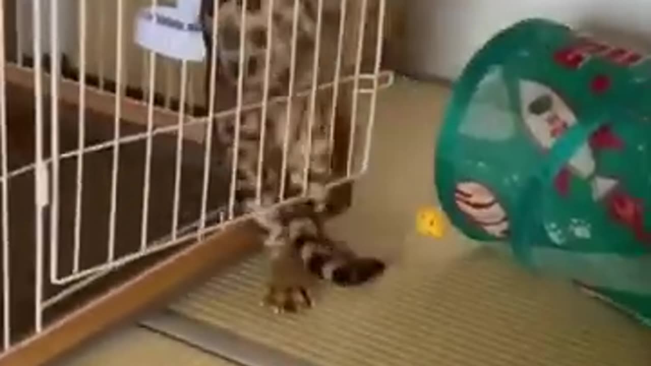 cat funny video
