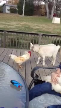 Cabra acepta el desafío de un gallo enojado