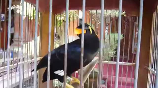 amazing myna bird the most talkative in the world