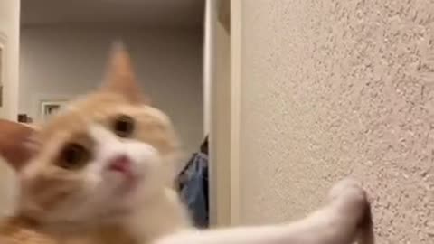 Funny (Smart) Cats Be Like | Funny Animals TikTok Videos