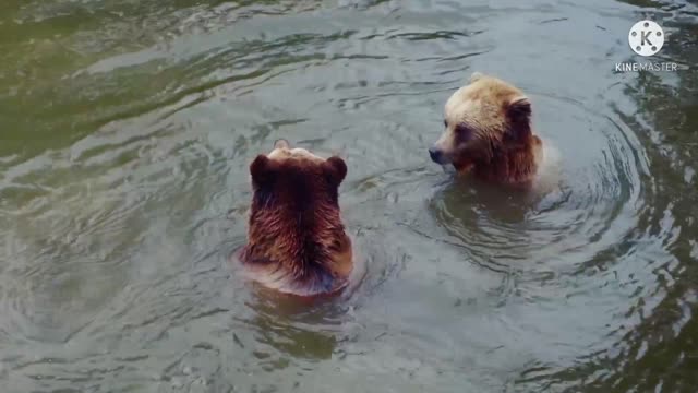 Bears move in the water with each other.