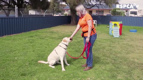 Dog traning video