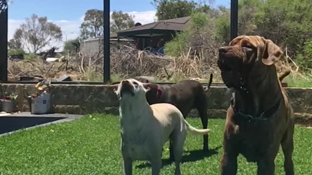 brown dog in kiddie pool reaches up to grab water from sprinklers