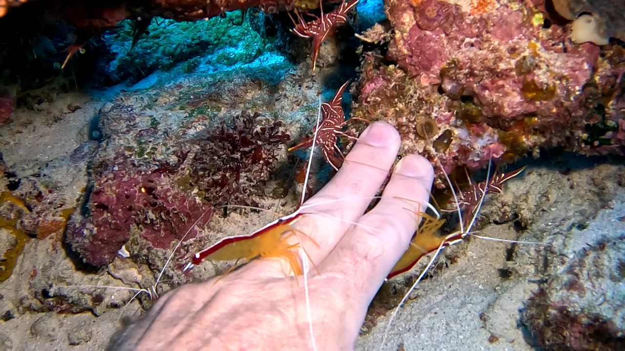 Shrimp Clean Moray's Eel's Teeth