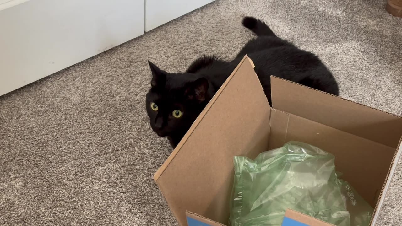 Adopting a Cat from a Shelter Vlog - Cute Precious Piper Finds a Great Hiding Place